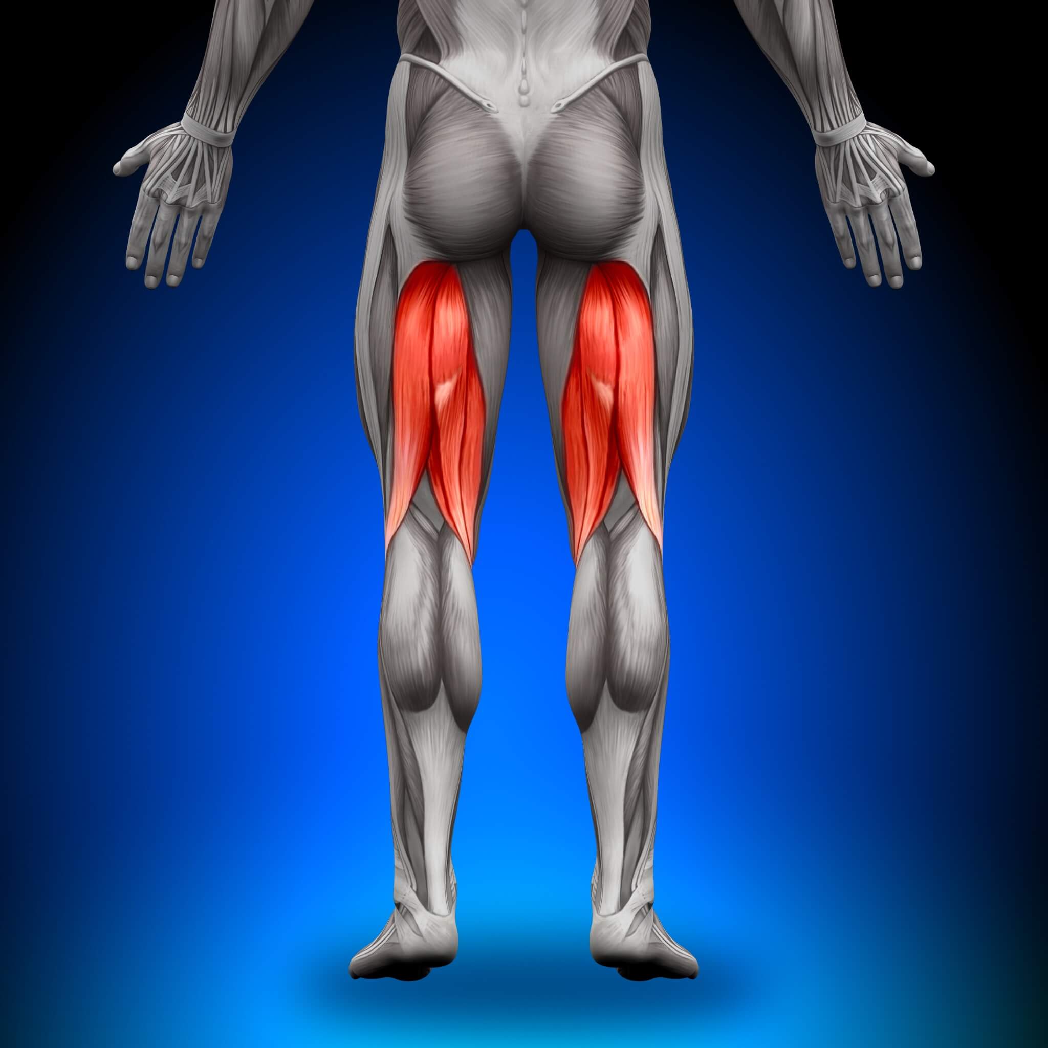 Combhajlító - hamstring